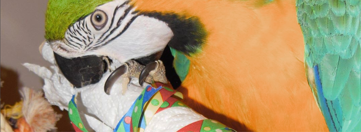 perroquet ara ararauna, foraging
