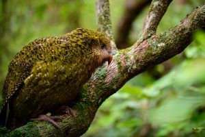 Strigops Kakapo