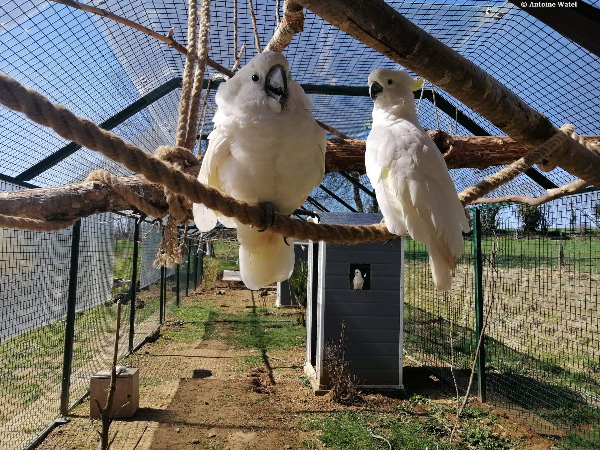 L'intérêt d'offrir de l'espace à nos oiseaux : la volière extérieure - Un  nid d'informations